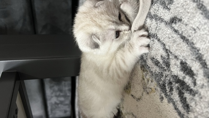 Kedimin ismi ne olsun 🥰?