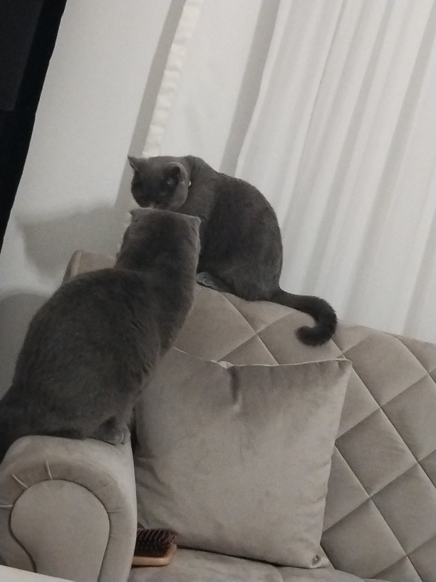 İkinci kedi sahiplendirme yardım edebilir misiniz?