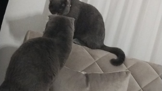 İkinci kedi sahiplendirme yardım edebilir misiniz?
