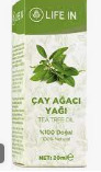 cay agaci yagi