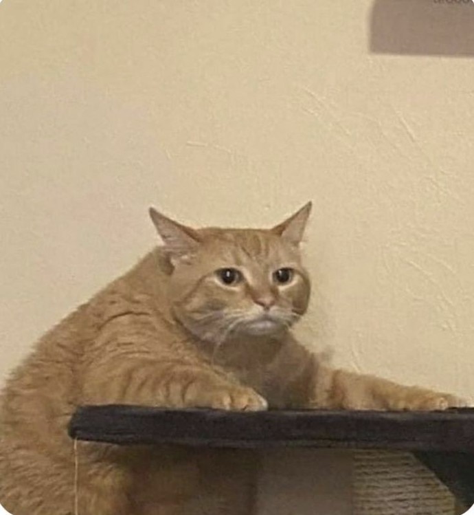 Ruh halinizi bir kedi görseliyle özetler misiniz❤?