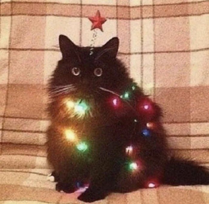 Ruh halinizi bir kedi görseliyle özetler misiniz❤?