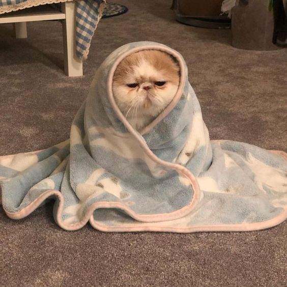 Ruh halinizi bir kedi görseliyle özetler misiniz❤?
