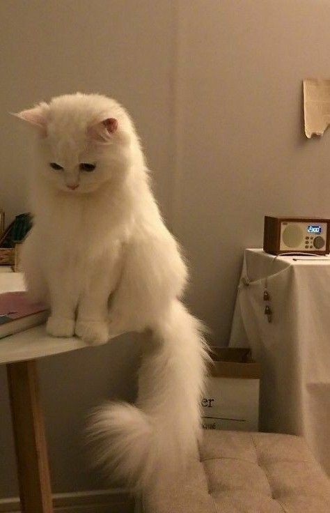 Ruh halinizi bir kedi görseliyle özetler misiniz❤?