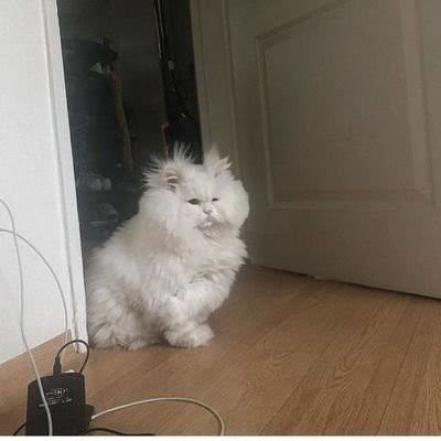 Ruh halinizi bir kedi görseliyle özetler misiniz❤?