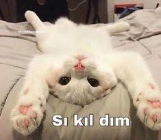 Ruh halinizi bir kedi görseliyle özetler misiniz❤?