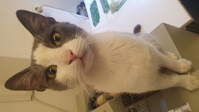 Ruh halinizi bir kedi görseliyle özetler misiniz❤?