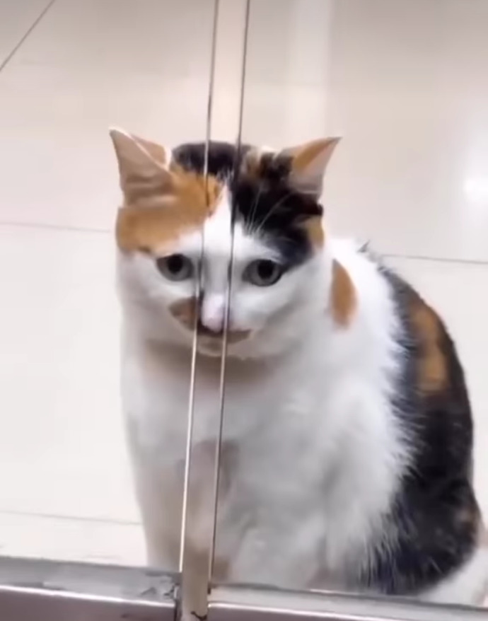 Ruh halinizi bir kedi görseliyle özetler misiniz❤?