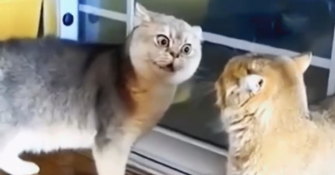 Ruh halinizi bir kedi görseliyle özetler misiniz❤?