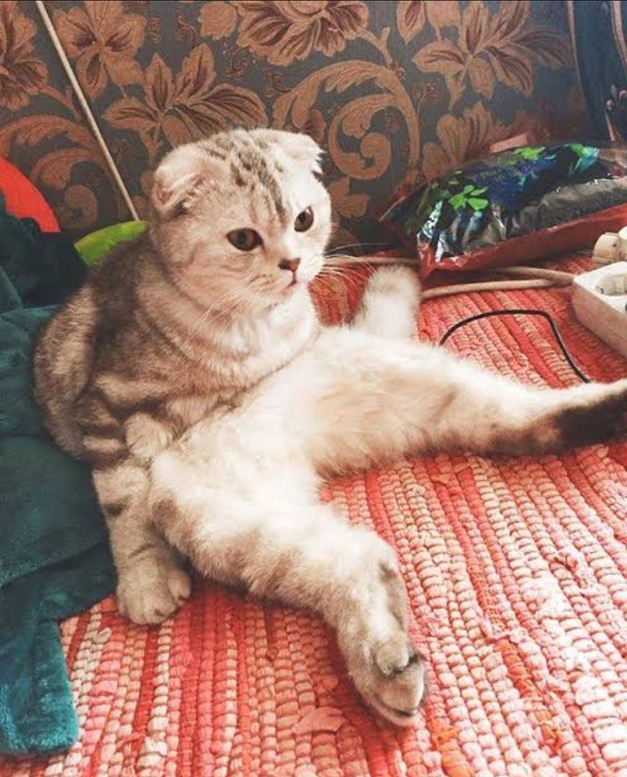 Ruh halinizi bir kedi görseliyle özetler misiniz❤?