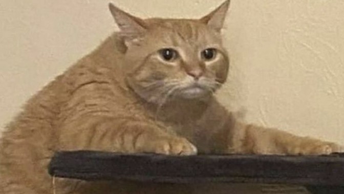 Ruh halinizi bir kedi görseliyle özetler misiniz❤?