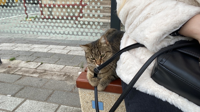 Kedi sevenler kimler?