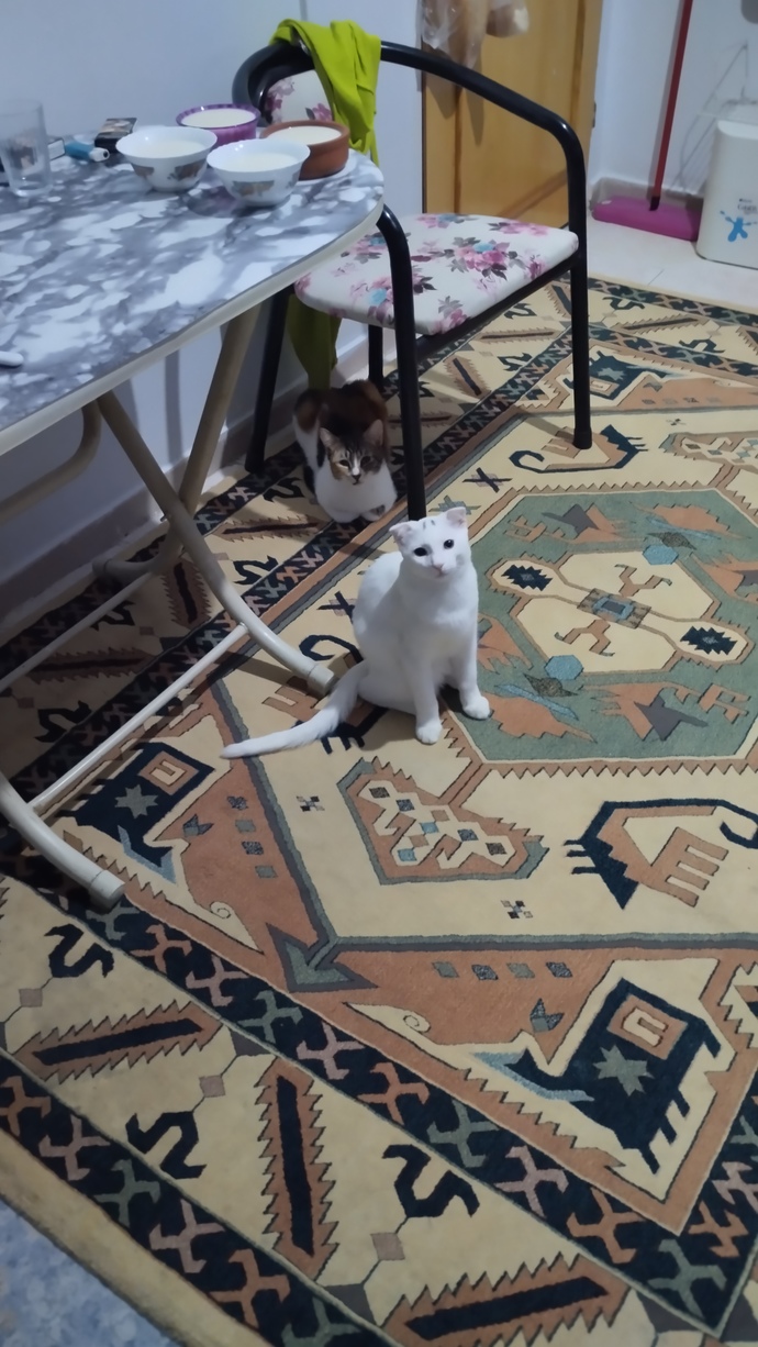 Kedi sevenler kimler?