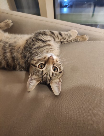 Kedi sevenler kimler?