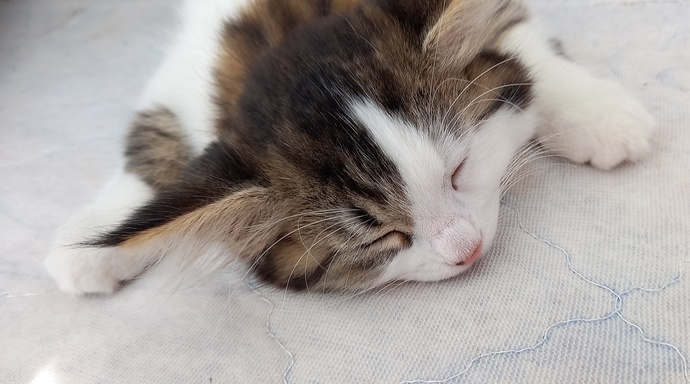 Kedi sevenler kimler?