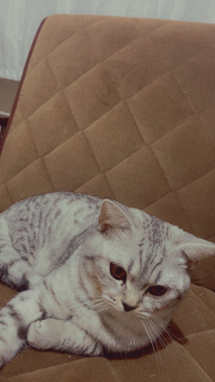 Kedi sevenler kimler?