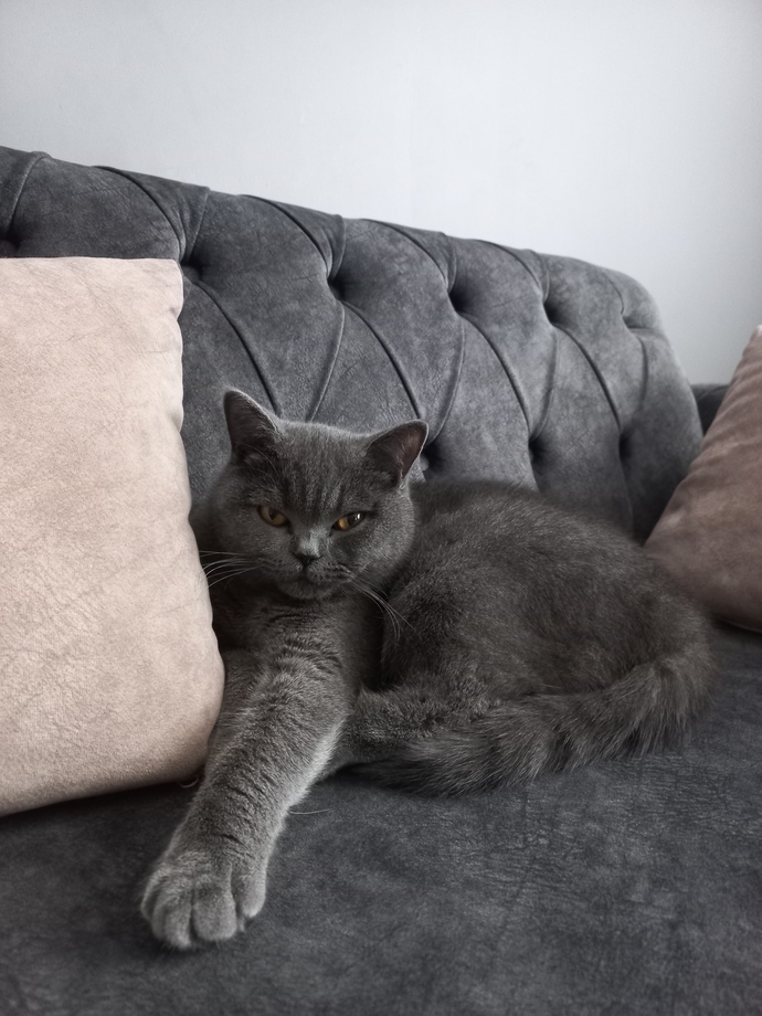 Kedi sevenler kimler?