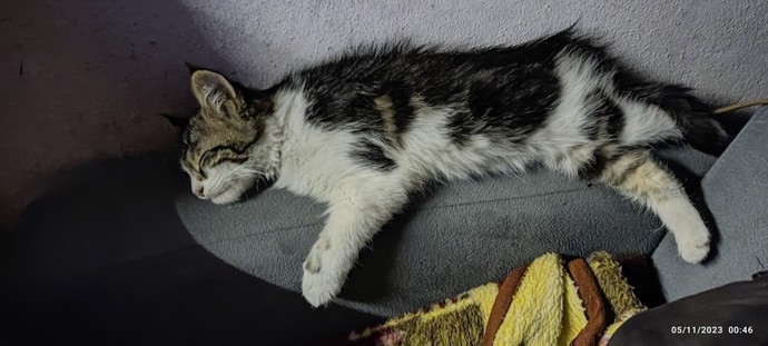 Kedi sevenler kimler?