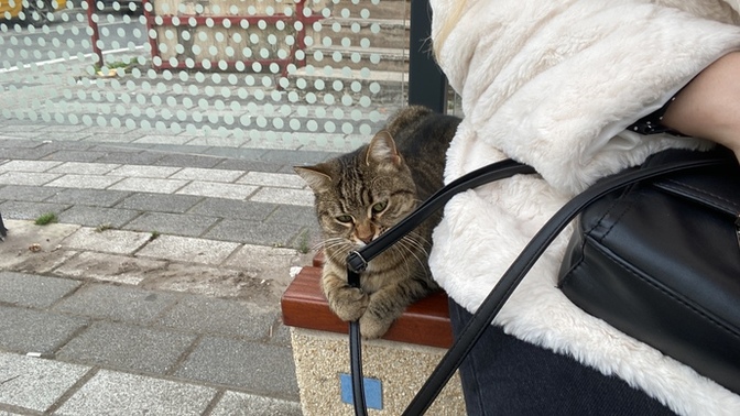 Kedi sevenler kimler?