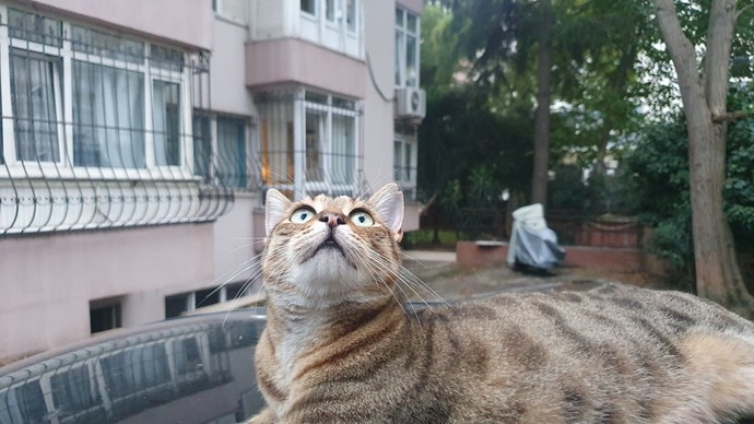 Sokak hayvanlarını seviyor musunuz?