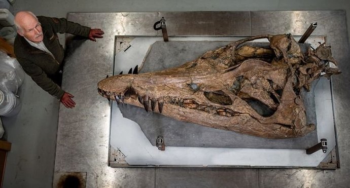 İngilteredeki Jurassic Sahilinde, 150 milyon yıl öncesine ait kafatası fosili bulunmuş. Siz bulsaydınız korkar mıydınız?