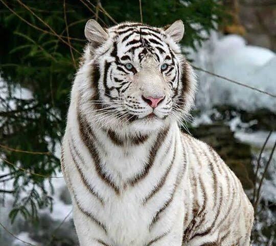 Bengal😍