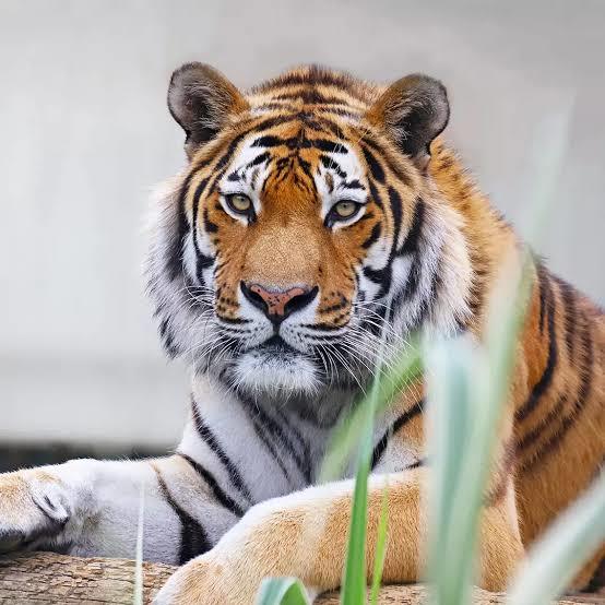 Tigris😍