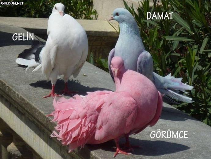 Bu ürün niye simli?