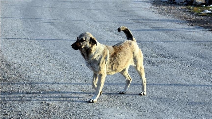 Ankarada sokak köpekleri toplanmaya başlanmış. Sokak köpekleri hakkında sizin düşünceniz ne?