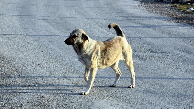 Ankara'da sokak köpekleri toplanmaya başlanmış. Sokak köpekleri hakkında sizin düşünceniz ne?