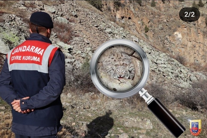 Jandarmanın paylaştığı vaşak görselindeki vaşağı görebilen var mı?