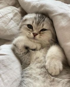 🐾🐾🐾🐾 🐾