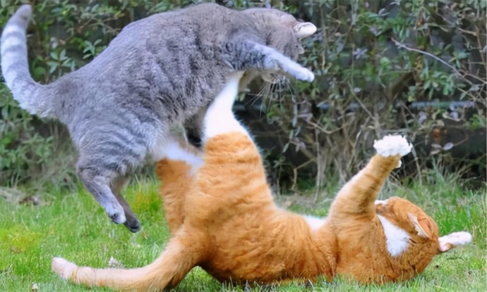 kara kedi benim :P