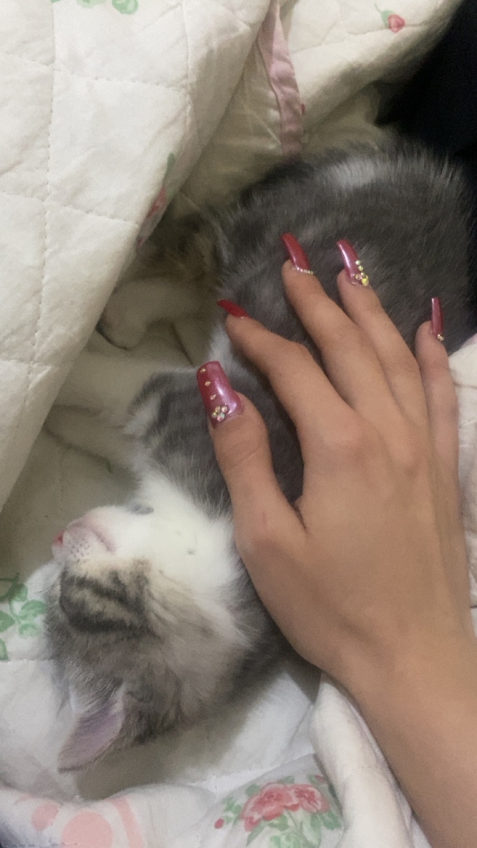 Kedi sahibi olmak sizce nasıl bir duygu?