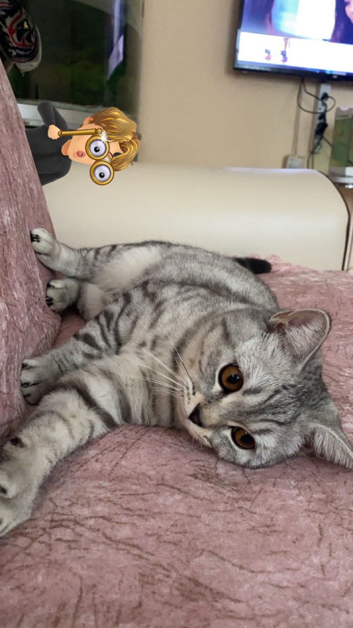 Kedi sahibi olmak sizce nasıl bir duygu?