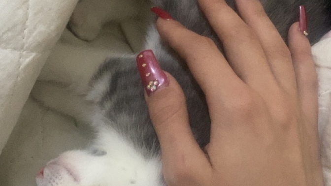 Kedi sahibi olmak sizce nasıl bir duygu?