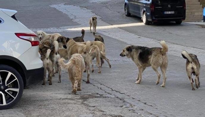 Son dönemde artan sokak köpeği saldırıları ile ilgili ne düşünüyorsun? Bu sokak köpekleri ile ilgili ne yapılmasını önerirsin?