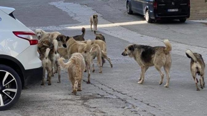 Son dönemde artan sokak köpeği saldırıları ile ilgili ne düşünüyorsun? Bu sokak köpekleri ile ilgili ne yapılmasını önerirsin?