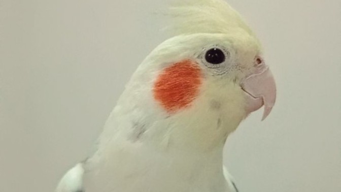 Sultan papağanı beslediniz mi?