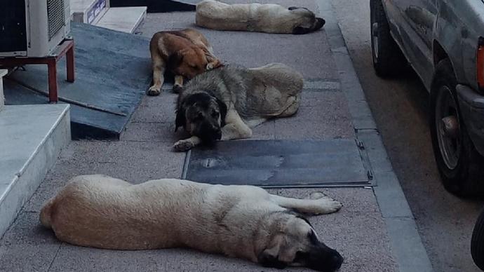 Başıboş köpek sorununa çözüm için barınma ve sahiplendirme modeli geliyor! Sizce çözüm olur mu?