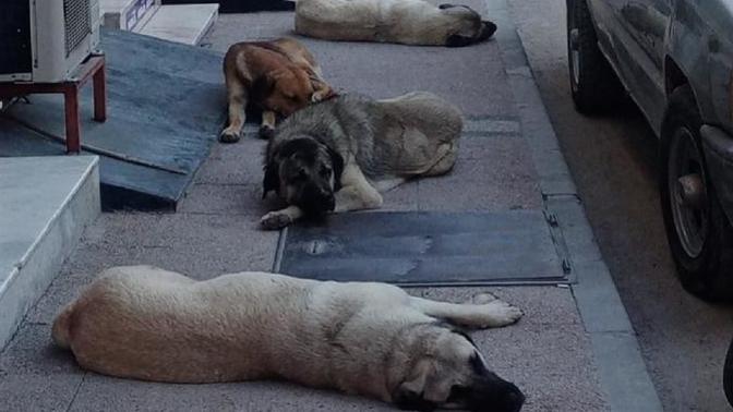 Başıboş köpek sorununa çözüm için barınma ve sahiplendirme modeli geliyor! Sizce çözüm olur mu?