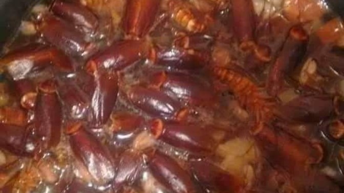 Çok acıksanız ve yiyecek bir şey bulamasanız, böcek yer miydiniz?