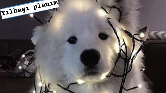 Yılbaşında ne yapacaksınız? 