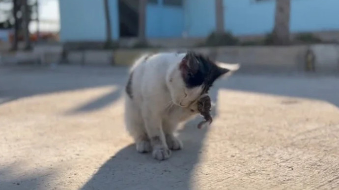 Kediye taş attılar bir de marifetmiş gibi videoya aldılar. Bu insanlara nasıl bir ceza verilmeli?