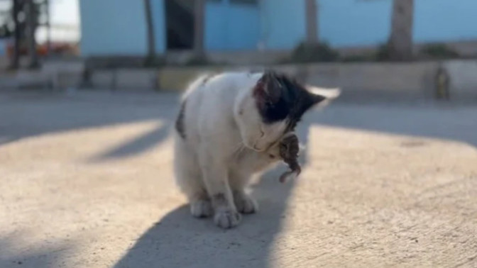 Kediye taş attılar bir de marifetmiş gibi videoya aldılar. Bu insanlara nasıl bir ceza verilmeli?