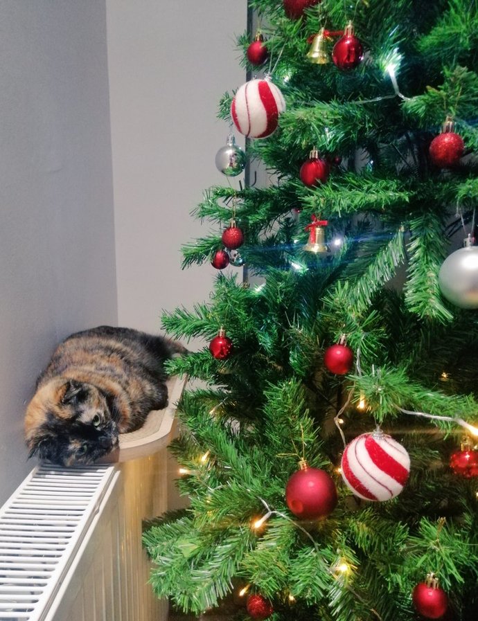 Yılbaşı ağacım nasıl görünüyor 🎍🎄🎋 ?