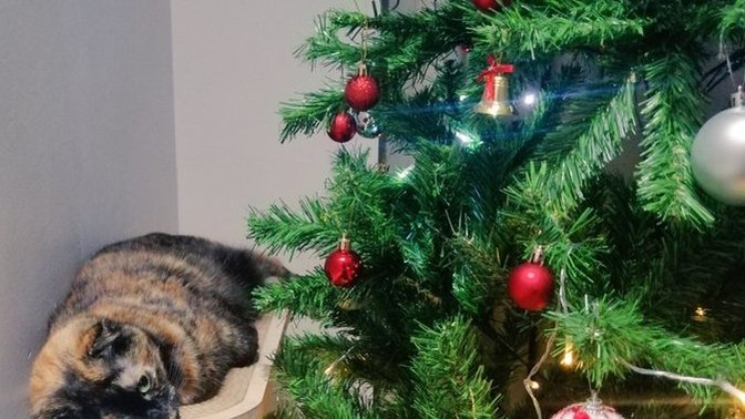 Yılbaşı ağacım nasıl görünüyor 🎍🎄🎋 ?