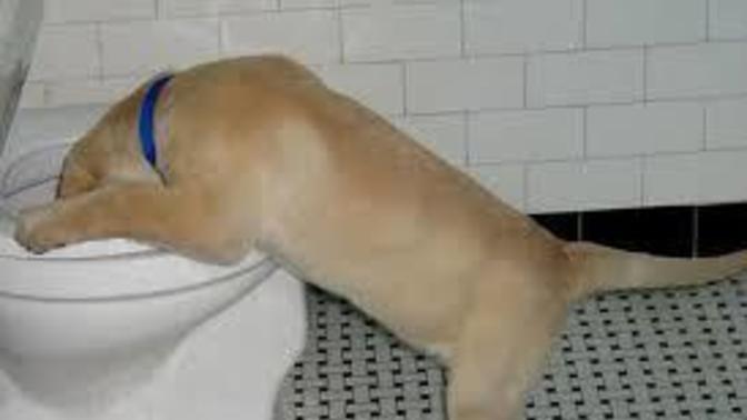 Köpeğim köpük şeklinde kustu ve neşesi yok sebebi ne olabilir?