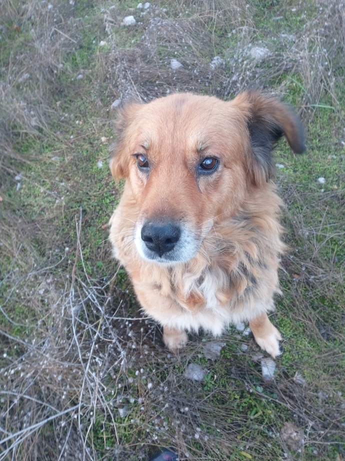 Benim köpeğim 19 yaşında adı aslan ve her sabah yürüyüş yapıyoruz. Allah korusun maşallah diyorum