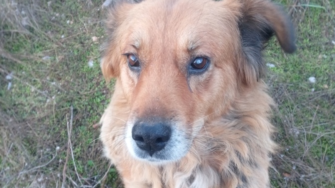 Köpeğiniz var mı , varsa ve kaç yaşında?